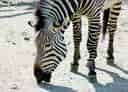 動物図鑑・ハートマンヤマシマウマの写真 4